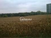 Eladó 20505 m2-es telek Keszthely