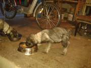 Középschnauzer