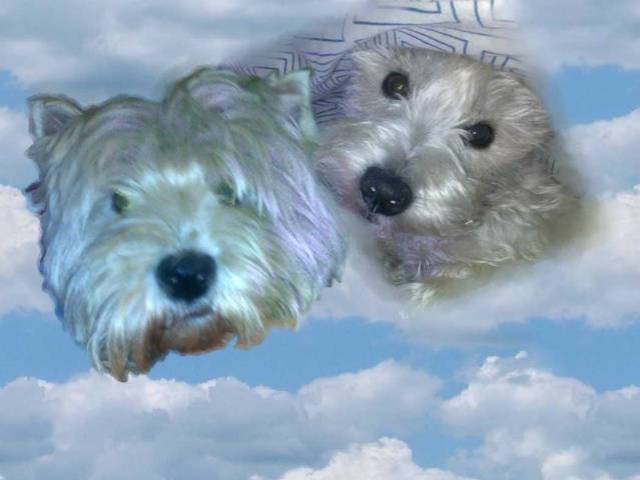 Westie kiskutyák eladók, gyönyörűek - Kép
