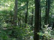 Erdő a falu szélén