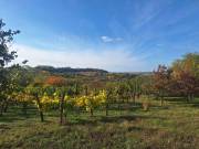 Tabon eladó szőlő ültetvény, panorámás környezetben!