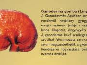 Egészségvédő ganodermás kávé
