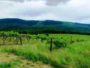 Eladó Szendehelyen “Új föld” szőlős területen 11.700 m2-es szőlő űltetvényt