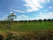 Eladó 8.2 Hektár mezőgazdasági terület Sződön.