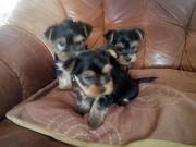 Yorkshire terrier kölykök (mini és extramini)