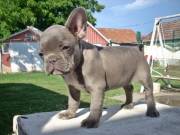 Francia bulldog lány, Lilac brindle