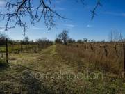 Mórichida - 3900 m2-es telek eladó