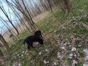 Barátnőt keres Cane corso Pedro 