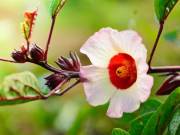 Hibiscus sabdariffa palánta 