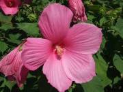 Mocsári Hibiszkusz