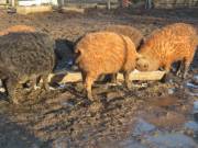 Mangalica süldők, vörös, fekete, színben eladó! Szállításban segítek!