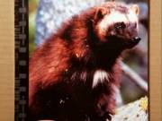 Ragadozók Testközelben 23. A Rejtőzködő Rozsomák (1997-2007) DVD+könyv (2.0 Magyar szinkron)