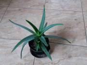 ALOE VERA eladó