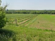 Szőlőterület eladó Balatonbogláron