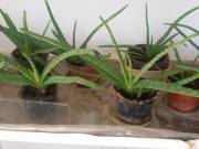 Eladó Barcson 10 cserép Aloe Vera növény
