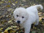 Kuvasz fajtatiszta kiskutya eladó