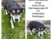 Gyepmesteri telepről mentett Ineznek keresünk sürgősen új gazdit.