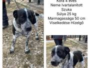 Babos egy panzióba vár szerető gazdira.Gyepmesteri telepről menekült