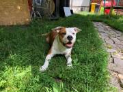 Miskolc: Ariel Fedez - Amerika StaffordShire Terrier Kan