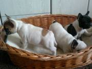 eladó francia bulldog kiskutyák