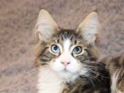 MAINE COON Törzskönyves macska  eladóak tenyésztőtől RC kezdőcsomaggal.felemásszemű