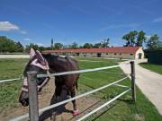 Lovasbirtok 9 hektáron Sopron közelében eladó
