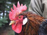 Csirkefiléző munkatársat keresünk