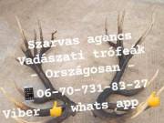 Agancs felvásárlás Veszprém megye 06707318327 