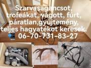 Szarvas Agancs felvasarlas 