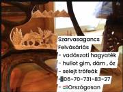 Szarvas agancs felvásárlás 