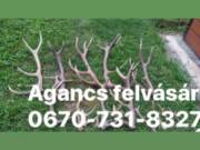 Agancs felvásárlás csorna 06707318327