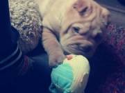 Shar pei kiskutya