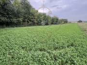 Eladó 5755 m2-es Zártkert Balatonboglár