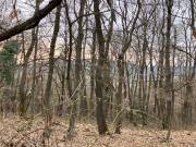Balatonrendesen erdő eladó!