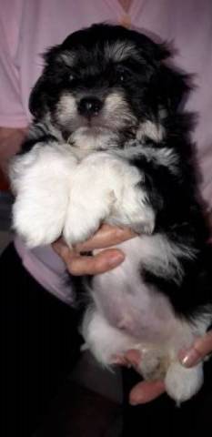 Bichon Havanese
