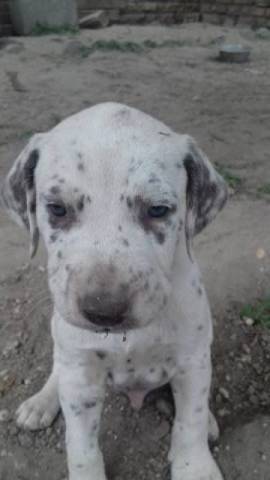 Dalmata kiskutyák