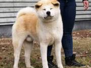 Japán akita kan. Fedez