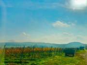 Balatoni panorámás -Szőlős kert