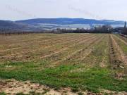 PANORÁMÁS SZŐLŐ A NIVEGY-VÖLGY SZÍVÉBEN SZENTJAKABFÁN
