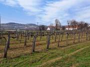 PANORÁMÁS SZŐLŐ A NIVEGY-VÖLGY SZÍVÉBEN SZENTJAKABFÁN