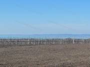 Balatoni panorámás szőlőbirtok eladó Balatonvilágoson - 3000 nm beépítéssel
