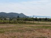 Panorámás SZŐLŐBIRTOK Balatonfüred és Aszófő között eladó