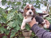 Beagle tricolour kiskutyák eladók