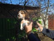 Beagle bicolor és tricolor kan kiskutyák eladók.