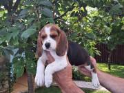 Beagle tricolor kan kiskutya