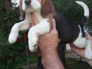 Beagle tricolor  kiskutya