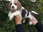 Beagle bicolor  kiskutya
