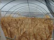 3920 m2 -es kertészet Zsombón | Fóliasátoros kertészet eladó Zsombón közel a benzinkúthoz
