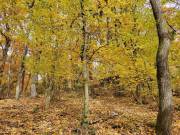 Eladó Lakóövezeti telek, Kismaros, Börzsönyliget, 1000nm