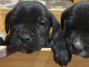 Cane corso kiskutyák 